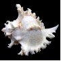 Морские раковины Мурекс CHICOREUS RAMOSUS *8*