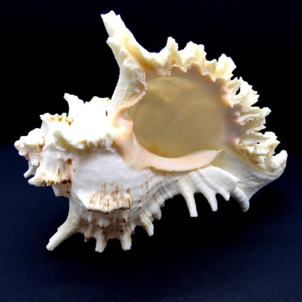Морские раковины Мурекс CHICOREUS RAMOSUS *8*