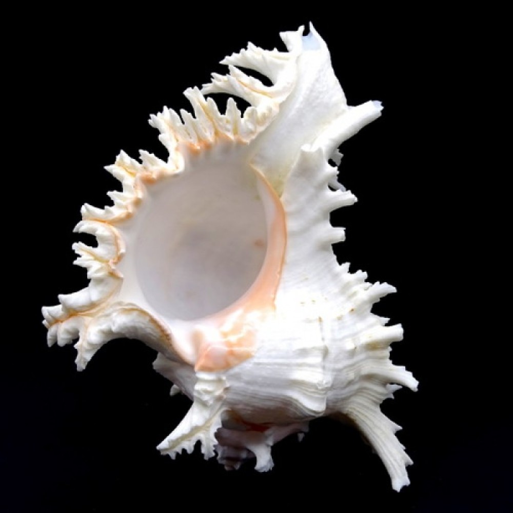 Морские раковины Мурекс CHICOREUS RAMOSUS *8*