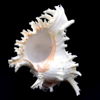 Морские раковины Мурекс CHICOREUS RAMOSUS *8*