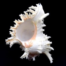 Морские раковины Мурекс CHICOREUS RAMOSUS *8*