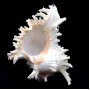 Морские раковины Мурекс CHICOREUS RAMOSUS *8*
